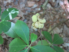 Exobasidium symploci