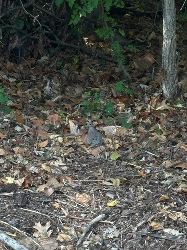 Mourning Dove