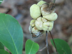 Exobasidium symploci