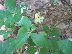 Exobasidium symploci