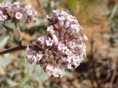 Eriodictyon traskiae