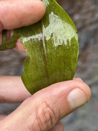 Potamogeton amplifolius, 2026-10-13