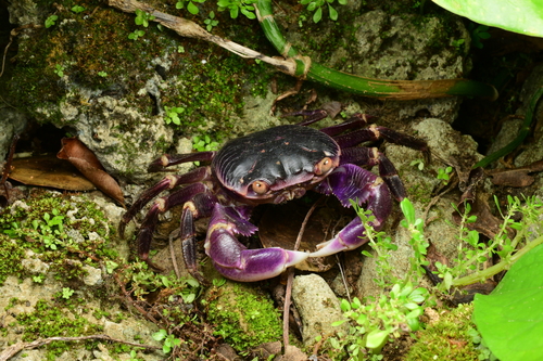 Geograpsus grayi observed 2026-10-09