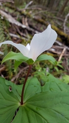 Trillium ovatum ovatum