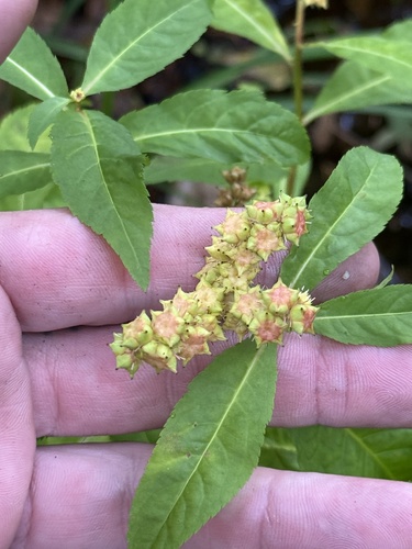 ditch stonecrop