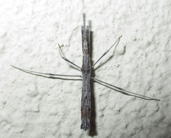 Igora repraesentatus