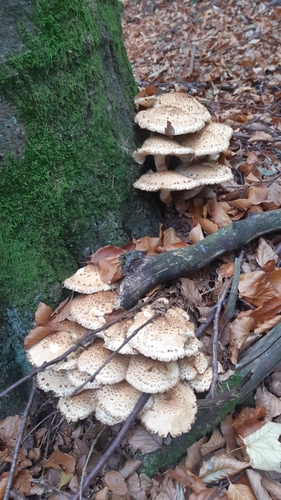 shaggy scalycap