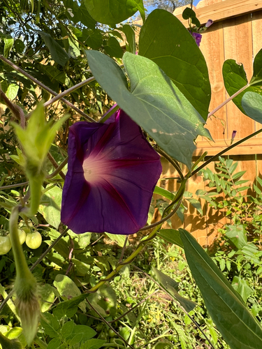 common morning-glory