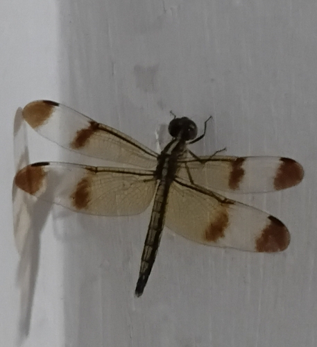 Pied Paddy Skimmer