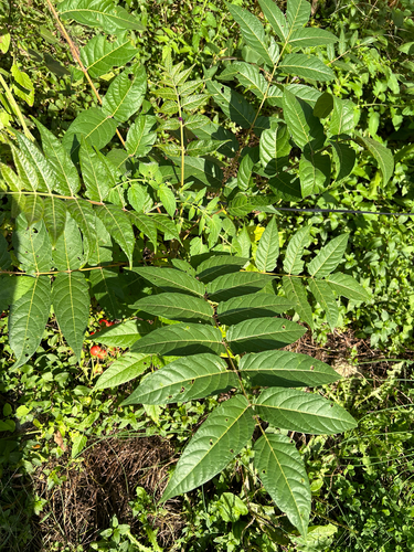 tree-of-heaven