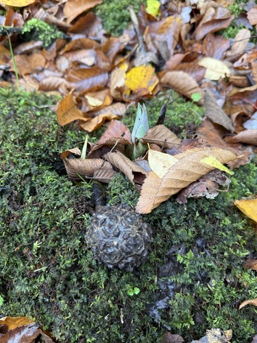 Eastern Skunk Cabbage