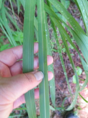 Tripsacum dactyloides