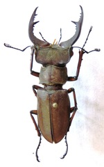 Lucanus formosus