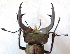 Lucanus formosus