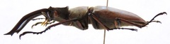 Lucanus formosus