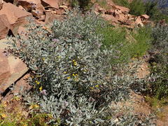 Eriodictyon traskiae