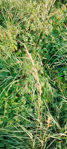 tall oat grass
