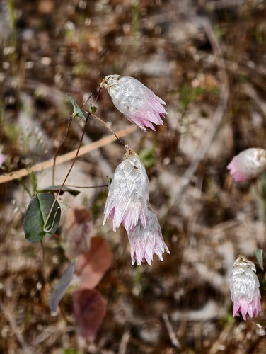 Rhodanthe manglesii, 2026-10-04
