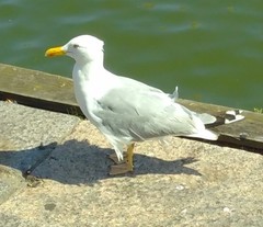 Larus argentatus argentatus