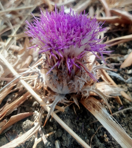 Pine Thistle