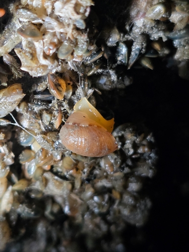 Limneria prolongata observed 2026-10-11
