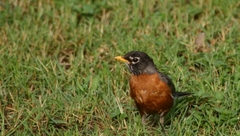 Turdus migratorius