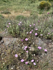 Convolvulus althaeoides althaeoides