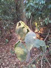 Bunchosia breedlovei