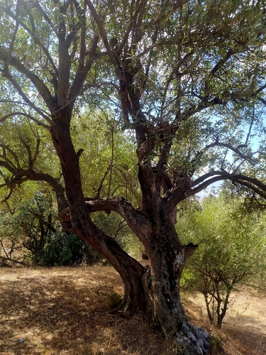 Olive tree