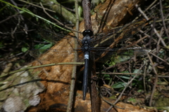 Hadrothemis camarensis