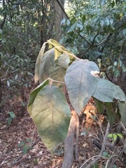 Bunchosia breedlovei