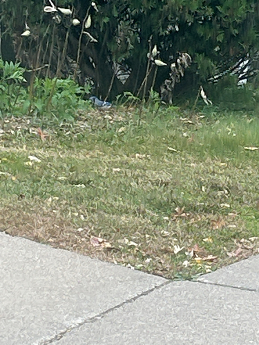 Blue Jay