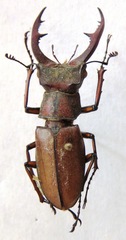 Lucanus formosus