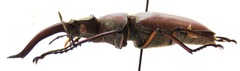 Lucanus formosus