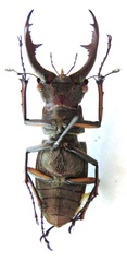 Lucanus formosus