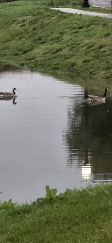 Canada Goose
