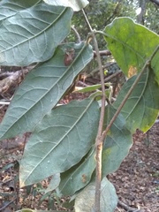 Bunchosia breedlovei