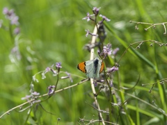 Anthocharis julia sulfuris