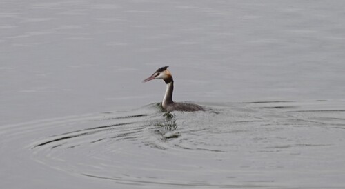 Great Crested Grebe