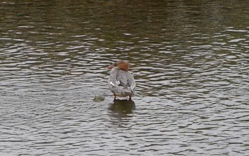Common Merganser