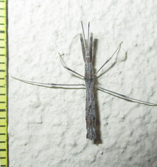 Igora repraesentatus