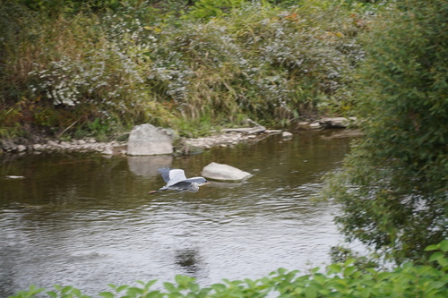 Grey Heron