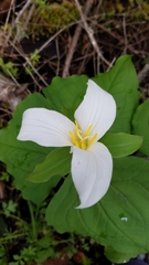 Trillium ovatum ovatum