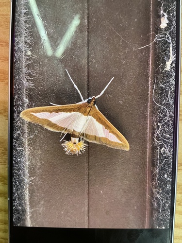 Cucumber Moth