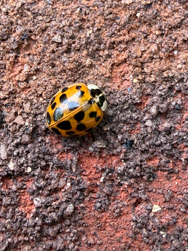 Asian Lady Beetle