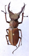 Lucanus formosus