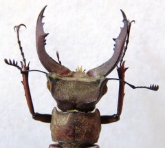Lucanus formosus