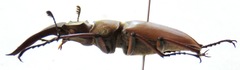 Lucanus formosus