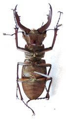 Lucanus formosus