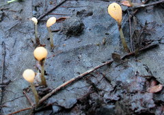 Mitrula lunulatospora